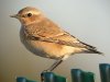Wheatear at Gunners Park (Steve Arlow) (101460 bytes)